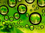 algae to oil
