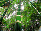 Bamboo alternative to timber