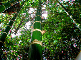 Guadua bamboo thrives in Maui jungle